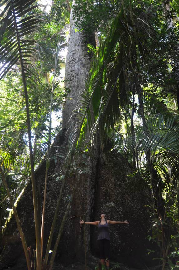 Gigante entre as gigantes, pé de Samaúma na FLONA, comunidade de São Domingo, região de Alter do Chão - PA